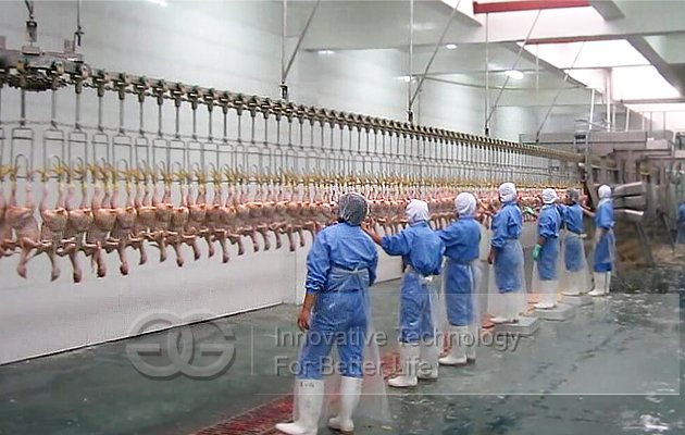 Quail Birds Chicken Duck Slaughtering Line