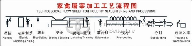 chicken slaughtering line