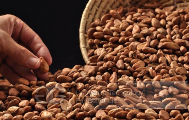 cocoa bean processing equipment