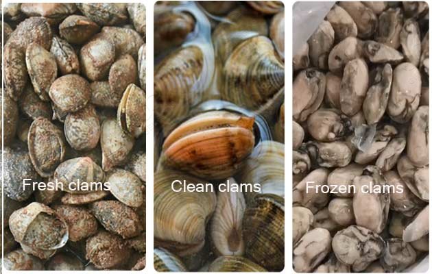 frozen clam production line