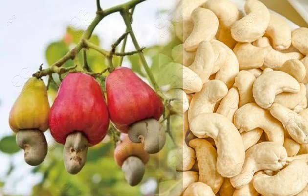 cashew shelling machine line