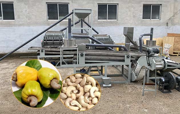 cashew nut processing plant