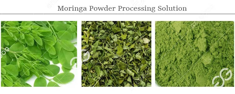 moringa leaf powder production line