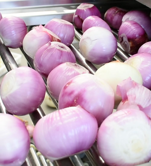 Fresh Onions for Processing