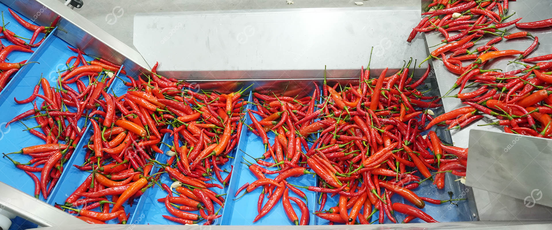 Chilli Processing