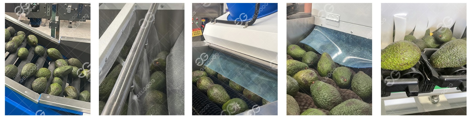 Avocado Washing Processing Flow